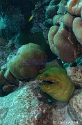 Gymnothorax funebris Murene verte-Bonaire Sharon serenity-17m-20180218-Denis-ADER-DSC_6628_tn